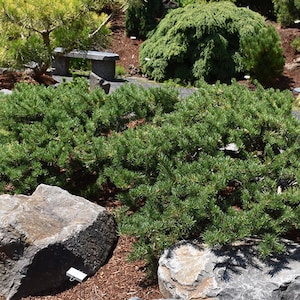May include: A lush green shrub with dense, needle-like foliage dominates the foreground. Large, gray rocks are scattered around the shrub, and a stone bench is visible in the background. The scene is set in a well-maintained garden.