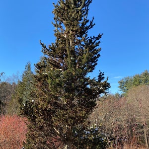 Picea abies &#39;Hillside Upright&#39; - Norway Spruce - 10&quot; Tall - 1 Gallon Pot