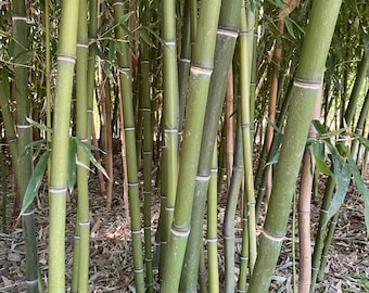 Fernleaf Bamboo/Bambusa 4 Plants Highly Prized Sound Blocking Hedge g Fernleaf Bamboo/Bambusa 4 Plants Highly Prized Sound Blocking Hedge g