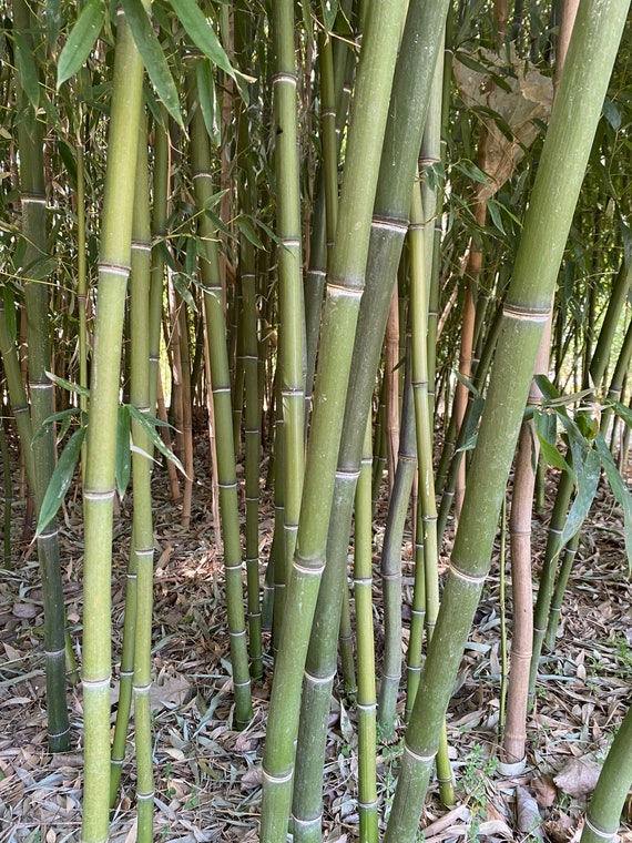 Phyllostachys Nuda Snow Bamboo Live Plant 2 Gallon Pot Etsy
