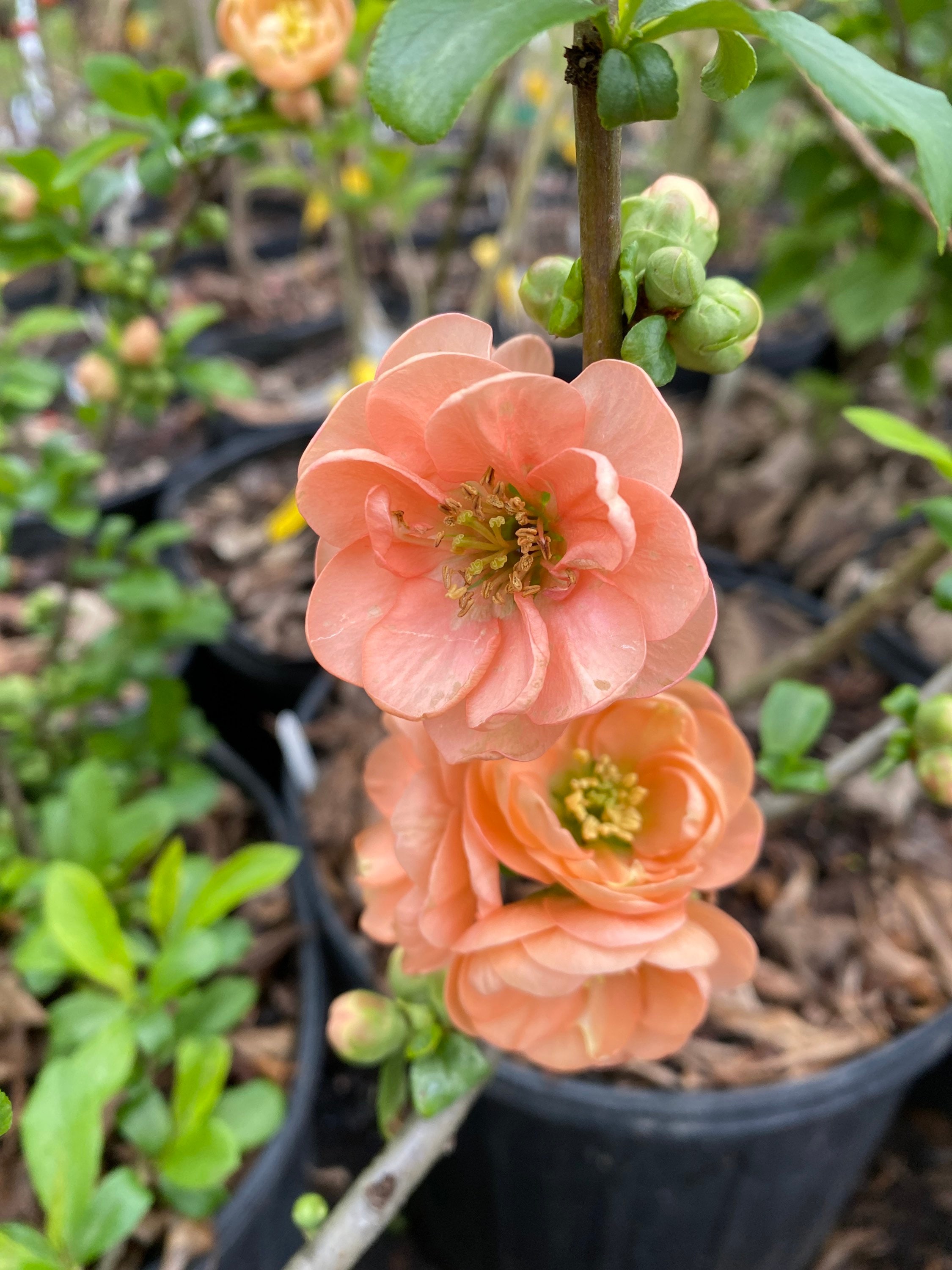 Chaenomeles X Superba 'cameo' - Flowering Quince - 1 Gallon Pot - Etsy
