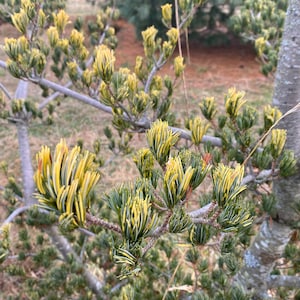 Pinus parviflora 'Fukai' Live Plant 18 Tall 1 Gallon Pot image 4