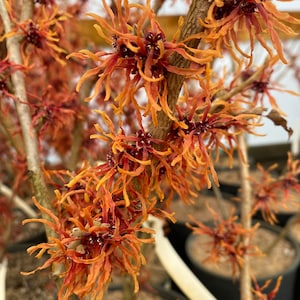 May include: Close-up of a flowering shrub with vibrant orange, spidery blooms and dark red centers. The branches are brown, and the flowers are clustered. The word "Chantal" is written in white script at the bottom.