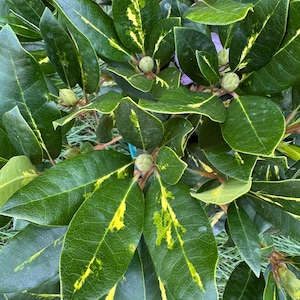 Goldflimmer Rhododendron - Variegated Rhododendron - Live Plant - 2 Gallon Pot Size Plant