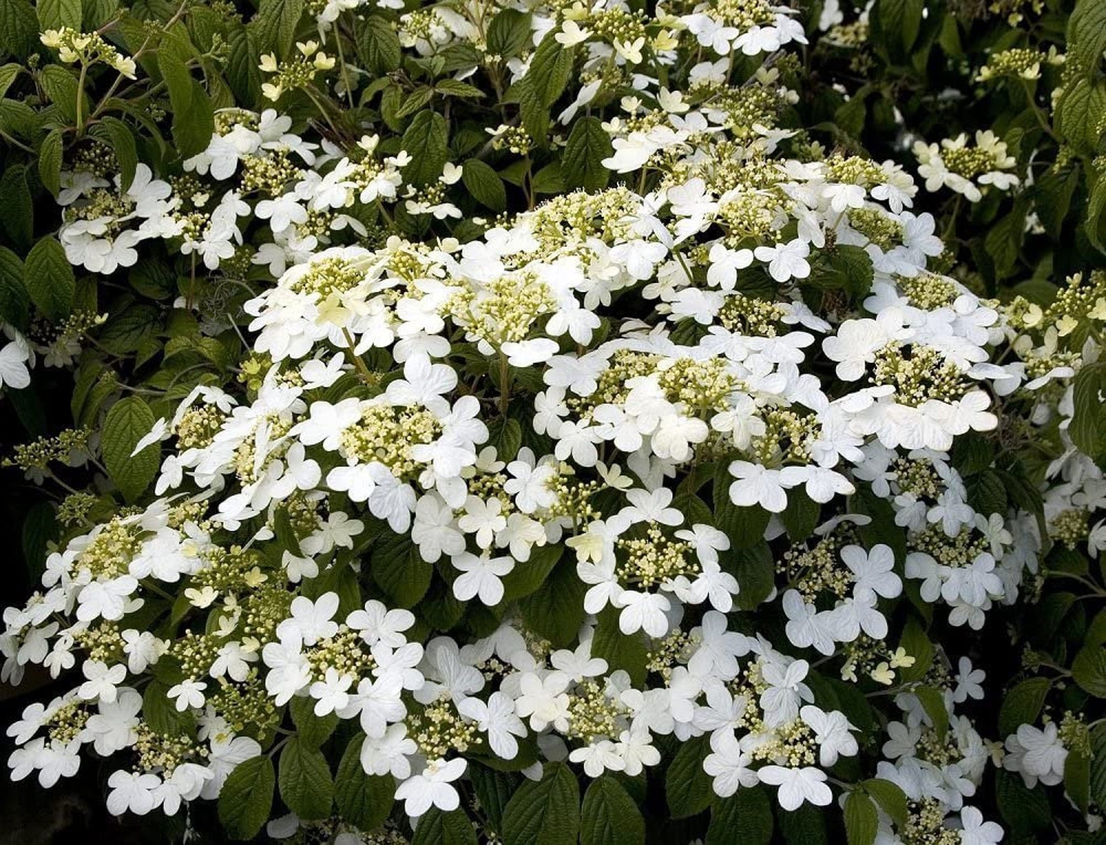 Summer Snowflake Viburnum Viburnum Plicatum F. Tomentosum 'summer
