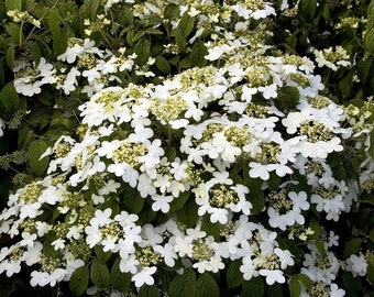 Summer Snowflake Viburnum - Viburnum plicatum f. tomentosum 'Summer Snowflake' - 1 Gallon Pot Size Plant