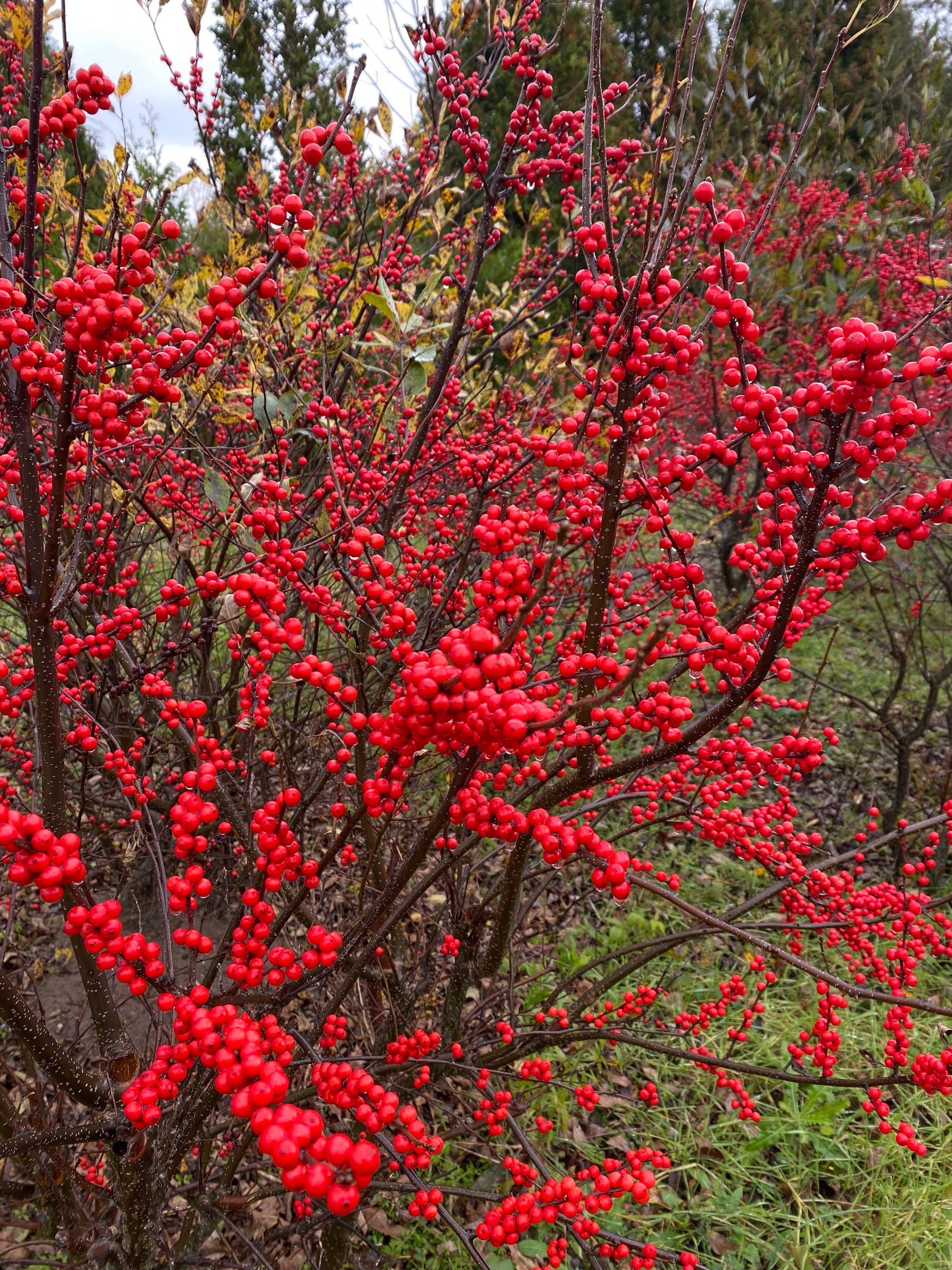 Ilex Verticillata ‘winter Red’- Winterberry - 4" Pot Size Live Plant - Etsy