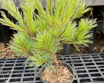 Pinus strobus 'Caboose' - Live Plant - 12” Tall - 1 Gallon Pot