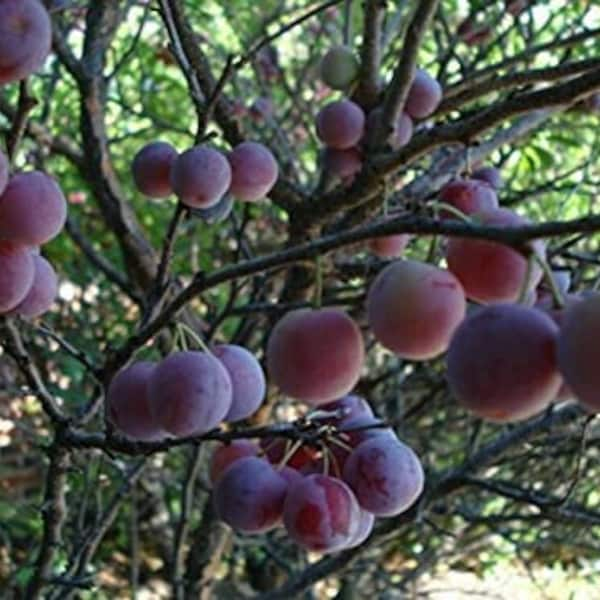 Prunus maritima - Beach plum - Live Plant - 1 Gallon Pot