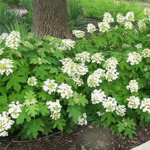Hydrangea quercifolia &#39;Pee Wee&#39; - Dwarf Oakleaf Hydrangea - 4&quot; Pot Size