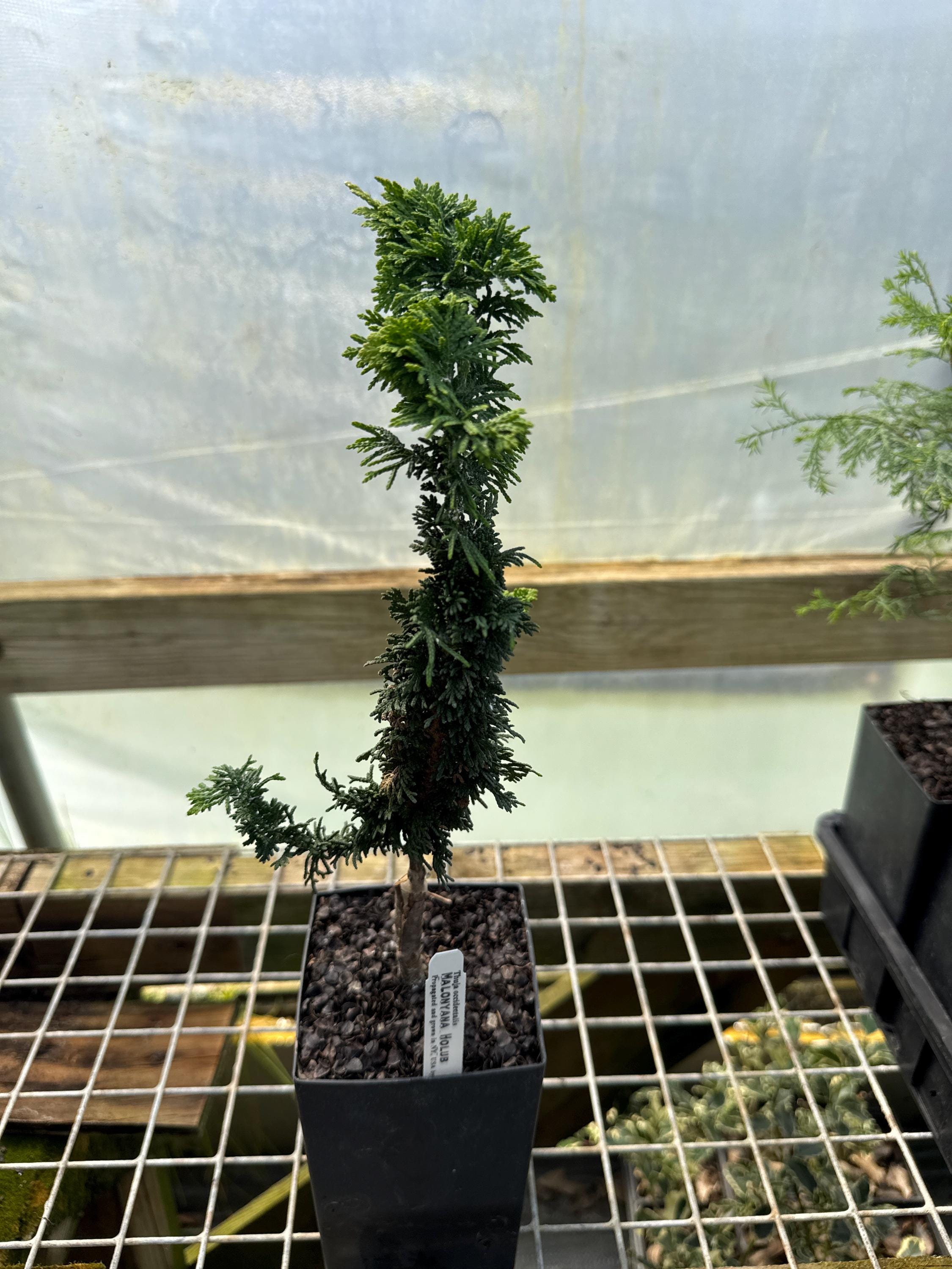 Thuja occidentalis 'Malonyana Holub' - Eastern Arborvitae - 4" Pot - Live  Plant