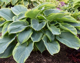 Hosta 'Wu La La' 3" Pot Size Starter Plant