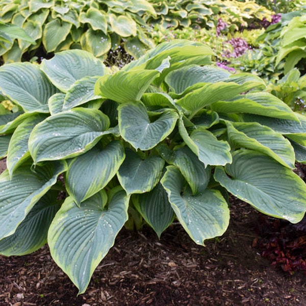 Hosta 'Wu La La' 3" Pot Size Starter Plant