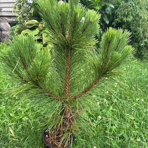 Pinus thunbergii 'Kyokko Yatsubusa' - Japanese Black Pine - 12" Tall - 1 Gallon Pot