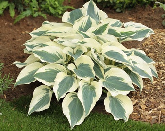 Hosta 'Firn Line' #1 Division Size Starter Plant - Ships Bare Root