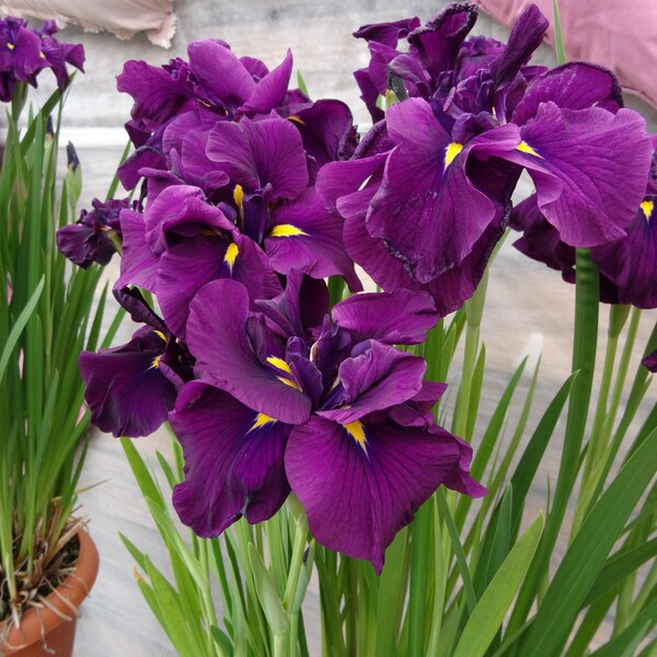 Iris ensata 'Dinner Plate™ Eileen's Dream' - Japanese Iris - 3 Pack - #1 Grade Rhizome