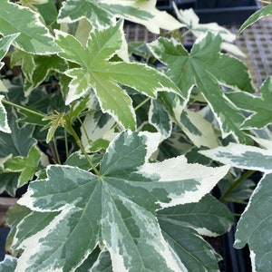 Liquidambar styraciflua &#39;Silver King&#39; Sweet Gum Tree - Live Plant - 12” Tall - 1 Year Graft