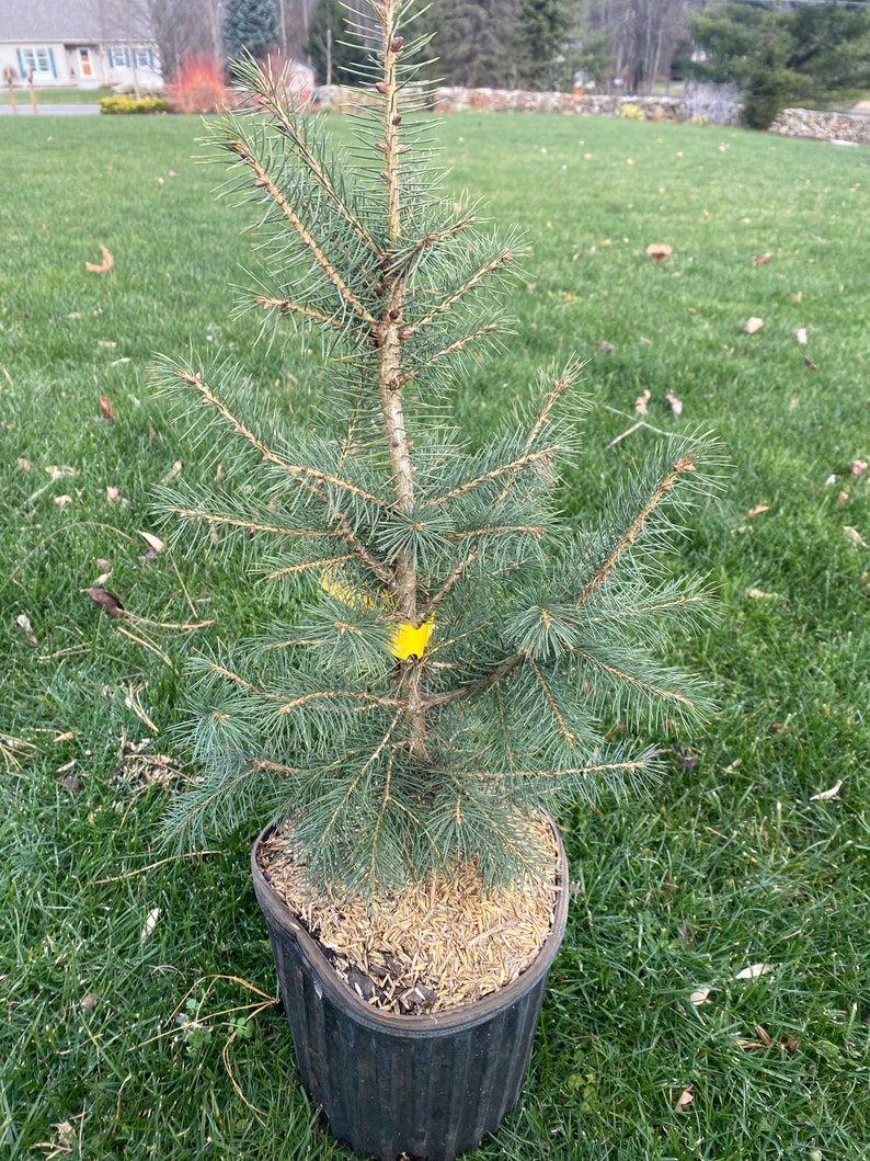 Picea schrenkiana Live Plant 18 Tall 2 Gallon Pot image 1