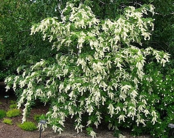 Clethra barbinervis - Japanese clethra - 1 Gallon Pot Size Plant