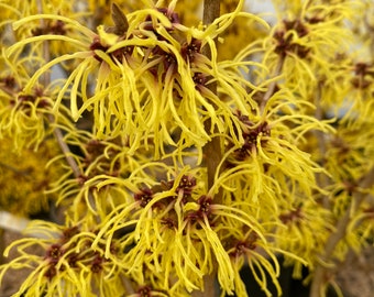 Hamamelis x intermedia 'Amanon' Witch Hazel - Live Plant - 24” Tall - Ships Bare Root