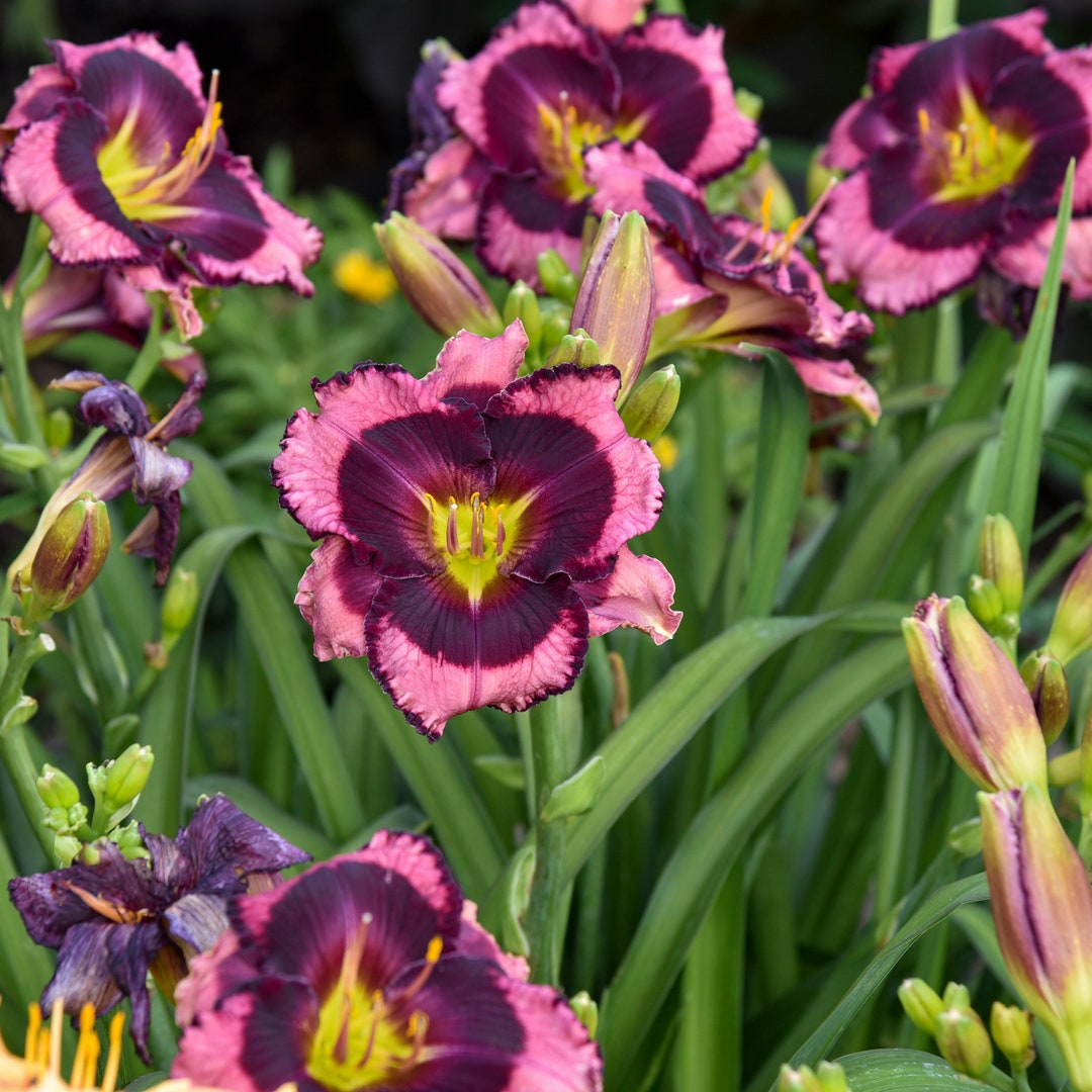 hemerocallis-storm-shelter-daylily-3-bare-root-plants-etsy