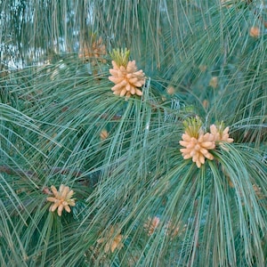 Pinus wallichiana - Himalayan pine - Live Plant - 12" Tall - 1 Gallon Pot