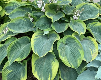 Hosta 'Terms of Endearment' 3” Pot Size Starter Plant