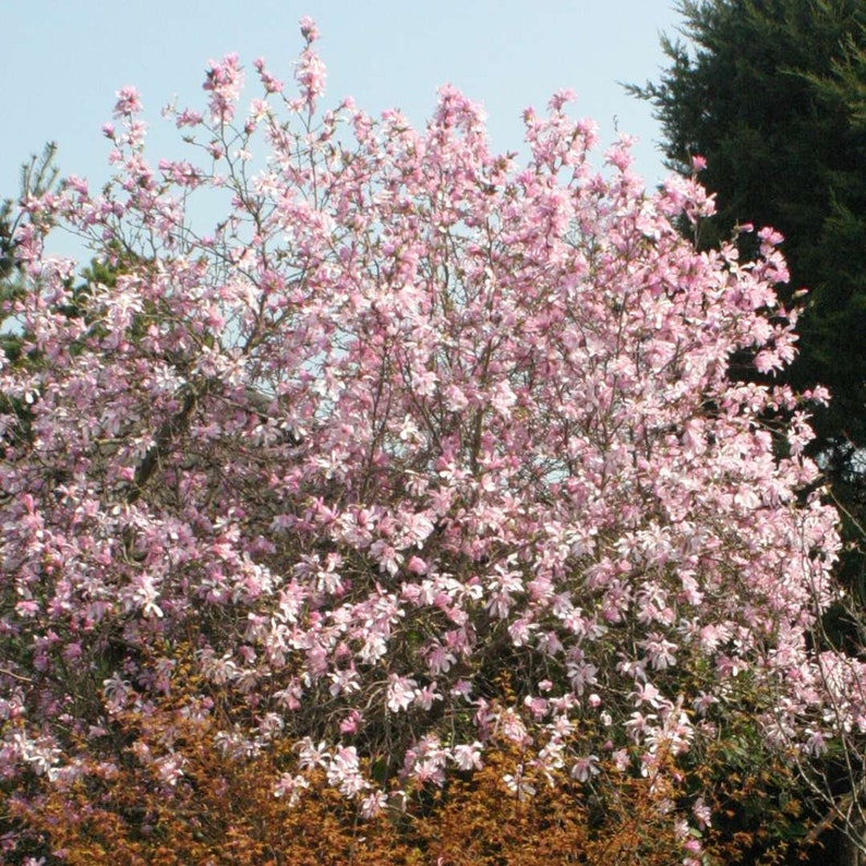 Leonard Messel Magnolia Magnolia kobus var. loebneri 'Leonard Messel' Live Plant 18 Tall 5 Pot Size image 3