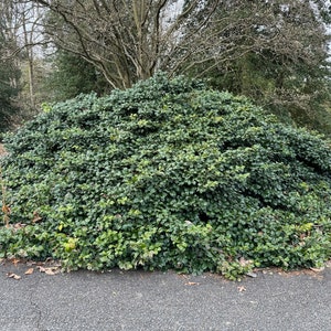 Ilex opaca &#39;Maryland Dwarf&#39; - American Holly - Live Plant - 1 gallon pot