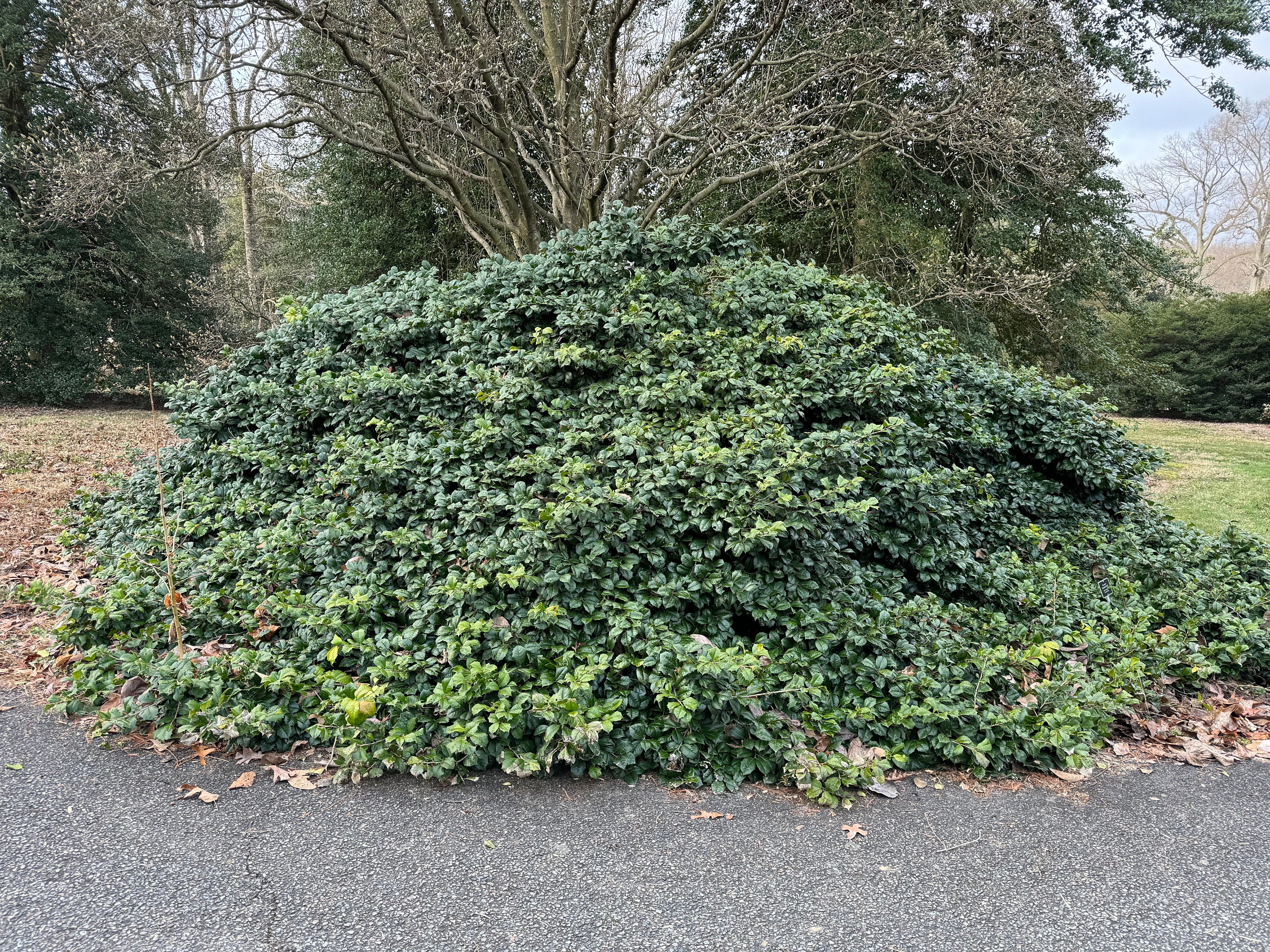 Ilex Opaca 'maryland Dwarf' - American Holly - Live Plant - 1