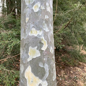 May include: A tree trunk featuring smooth, exfoliating bark with a mottled pattern of gray, olive green, and pale yellow patches. The surface displays irregular, overlapping shapes where the outer layers have peeled away to reveal lighter colors.