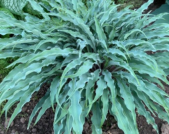 Hosta 'Silly String' 3" Pot Size Starter Plant