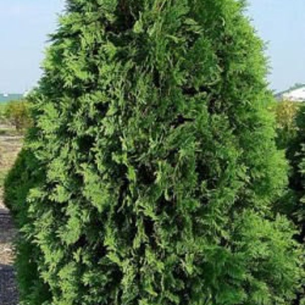 Thuja occidentalis 'Techny' - Dark Green Arborvitae - Live Plant - Quart Pot Size