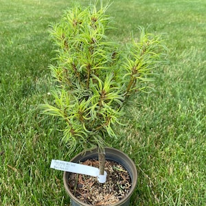 May include: A potted pine tree with green needles. The tree is labeled "Pinus strobus 'Min Twist'" and "Mark's Plants #23".