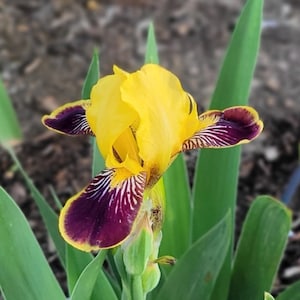 May include: A yellow and purple iris flower with a yellow center and purple stripes on the petals. The flower is in bloom and has green leaves.