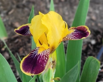 Iris 'Bumblebee Deelite' - Dwarf Bearded Iris - 3 Pack - #1 Grade Rhizome