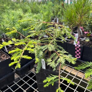 Taxodium distichum &#39;Secrest&#39; - Bald cypress - 8&quot; Tall - 1 Year Graft
