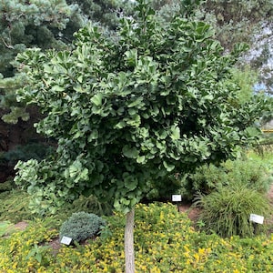 Ginkgo biloba 'Troll ' Ginkgo Tree Live Plant 6 Tall 1 Year Graft image 2