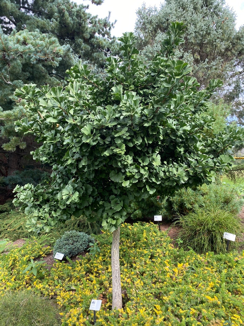 Ginkgo biloba 'Troll ' Ginkgo Tree Live Plant 6 Tall 1 Year Graft image 2