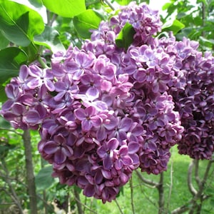 Syringa vulgaris &#39;Yankee Doodle&#39;- Lilac - Live Plant - 4” Pot Size