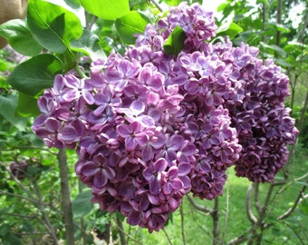 Syringa vulgaris 'Yankee Doodle'- Lilac - Live Plant - 1 Gallon Pot