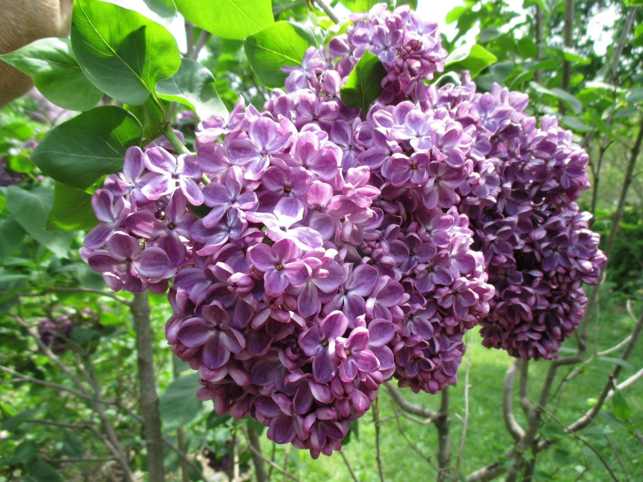 Syringa Vulgaris Yankee Doodle Lilac Live Plant Etsy Syringa Vulgaris Yankee Doodle Lilac Live Plant Etsy