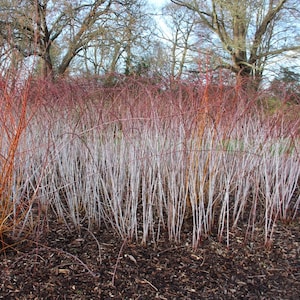 Rubus cockburnianus Golden Vale Yellow Leaf Ghost Bramble 1 Gallon Pot 18 Tall image 1