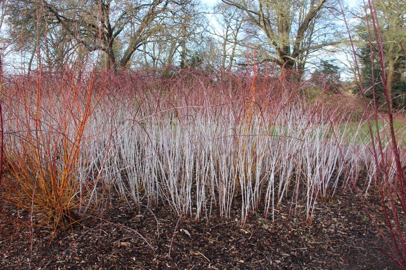 Rubus cockburnianus Golden Vale Yellow Leaf Ghost Bramble 1 Gallon Pot 18 Tall image 1