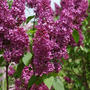 May include: A close-up of a lilac bush with vibrant purple flowers in full bloom. The flowers are clustered together in large, fragrant bunches, creating a beautiful display of color.