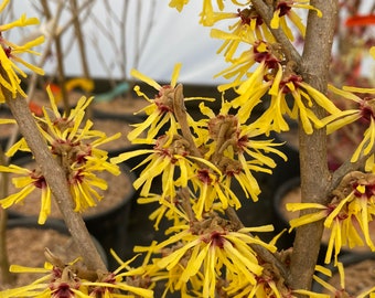 Hamamelis 'Mercedes' Witch Hazel - Live Plant - 18” Tall - Ships Bare Root