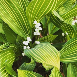 Convallaria majalis 'Albostriata' - Variegated Lily of the Valley - Live Plant - 4 inch Pot