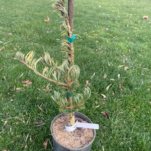 Pinus parviflora 'Fukai' Live Plant 18 Tall 1 Gallon Pot image 1