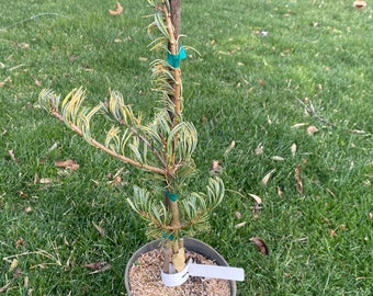 Pinus parviflora 'Fukai' - Live Plant - 18” Tall - 1 Gallon Pot