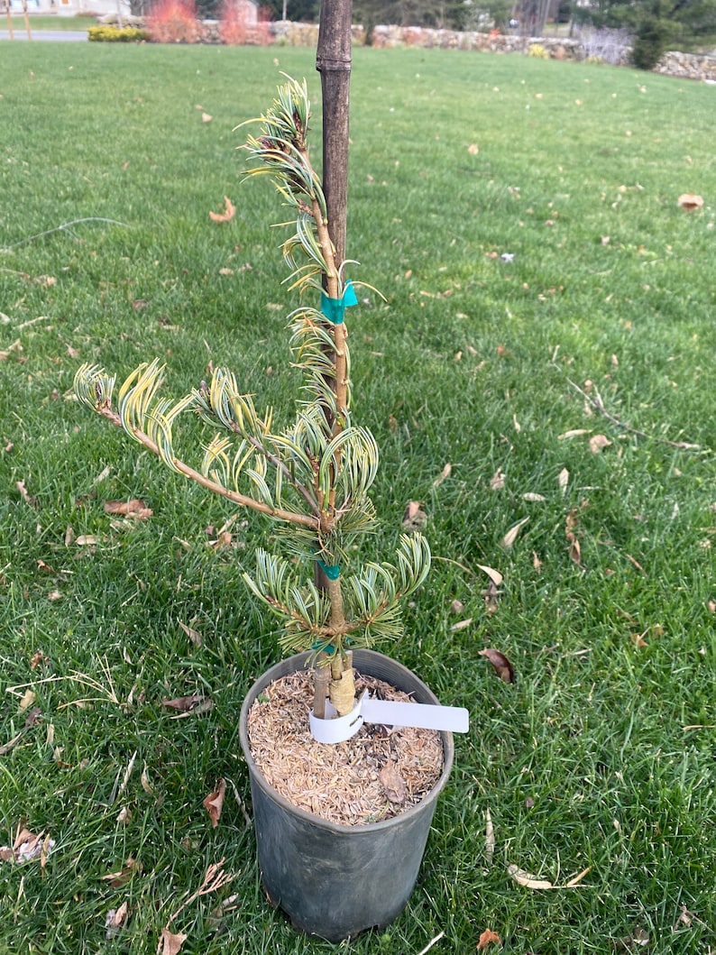 Pinus parviflora 'Fukai' Live Plant 18 Tall 1 Gallon Pot image 1